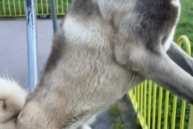 Black face Turkish kangal