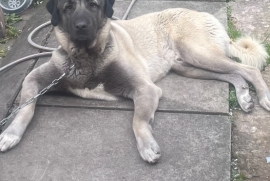 Black face Turkish kangal