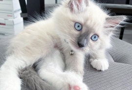 Quality Ragdoll kittens for Re-homing 