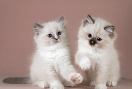 Quality Ragdoll kittens for Re-homing 