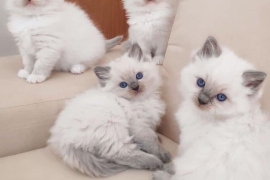 Quality Ragdoll kittens for Re-homing 