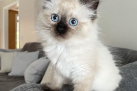 Quality Ragdoll kittens for Re-homing 