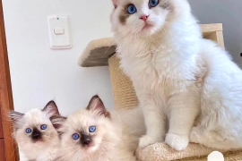 Quality Ragdoll kittens for Re-homing 