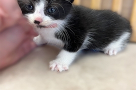 Beautiful black and white boy kitten 