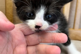 Beautiful black and white boy kitten 