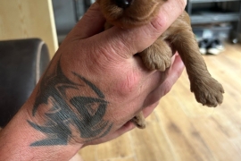 F1 Cockapoo puppies