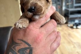 F1 Cockapoo puppies