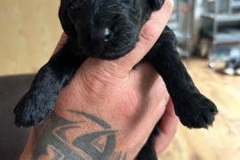 F1 Cockapoo puppies