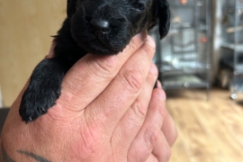 F1 Cockapoo puppies