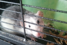 5 beautiful rat does