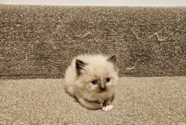 Beautiful baby ragdolls 