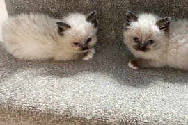 Beautiful baby ragdolls 