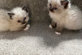 Beautiful baby ragdolls 