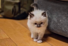 Beautiful baby ragdolls 