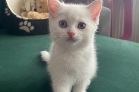 2 Scottish Fold Kittens Left 