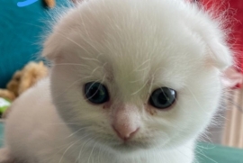 2 Scottish Fold Kittens Left 