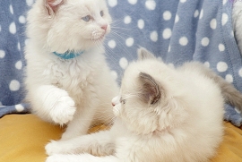 Beautiful bicolour ragdoll kittens ready now