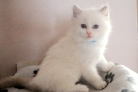 Beautiful bicolour ragdoll kittens ready now