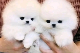 Pomeranians Puppies