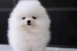 Pomeranians Puppies