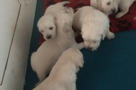 Golden Retriever Puppies