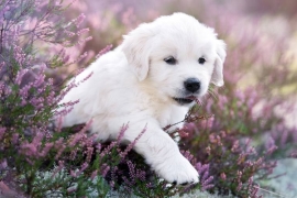 Golden Retriever Puppies