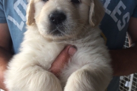 Golden Retriever Puppies