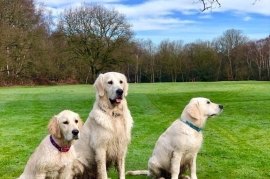 Golden Retriever Puppies