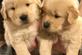 Golden Retriever Puppies