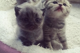 Scottish Fold Kittens