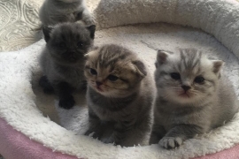 Scottish Fold Kittens