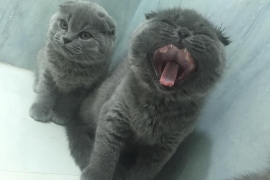 Scottish Fold Kittens