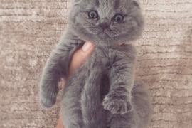 Scottish Fold Kittens