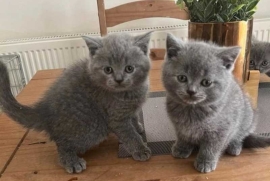 Scottish Fold Kittens