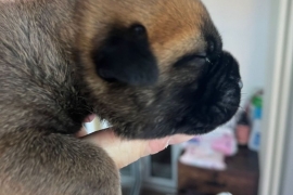 KC Reg Champion Blood Line Bullmastiff Puppies