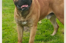 KC Reg Champion Blood Line Bullmastiff Puppies