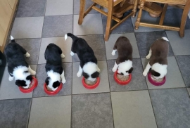 Last Border Collie Pup Brown and White 