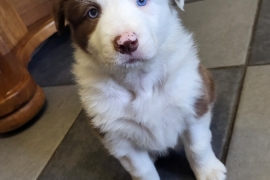 Last Border Collie Pup Brown and White 