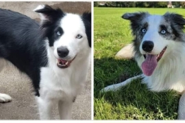 Last Border Collie Pup Brown and White 