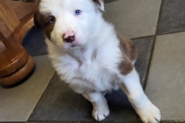 Last Border Collie Pup Brown and White 