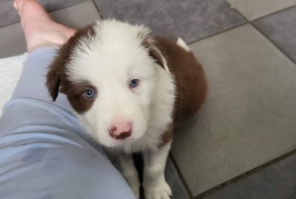 Last Border Collie Pup Brown and White 