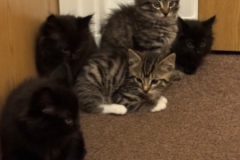 Maine coon kittens