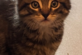 Maine coon kittens