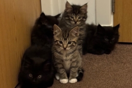 Maine coon kittens