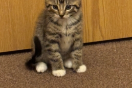 Maine coon kittens