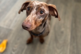 Rehome 2 year old sausage dog - Peanut