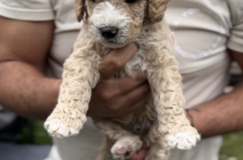 Australian double doodles multigenerational 