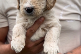 Australian double doodles multigenerational 