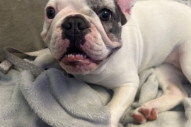 Female French bulldog 