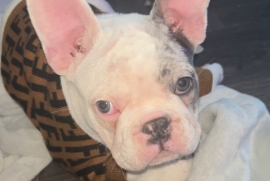 Female French bulldog 